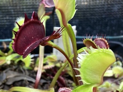 Dionaea muscipula “Fuzzy Tooth” Venus Flytrap (small)