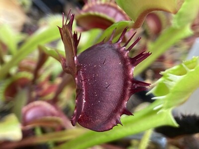 Dionaea muscipula “Fuzzy Tooth” Venus Flytrap (small)