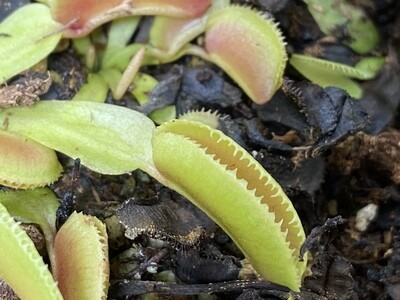 Dionaea muscipula ‘Microdent’ Venus Flytrap (small)