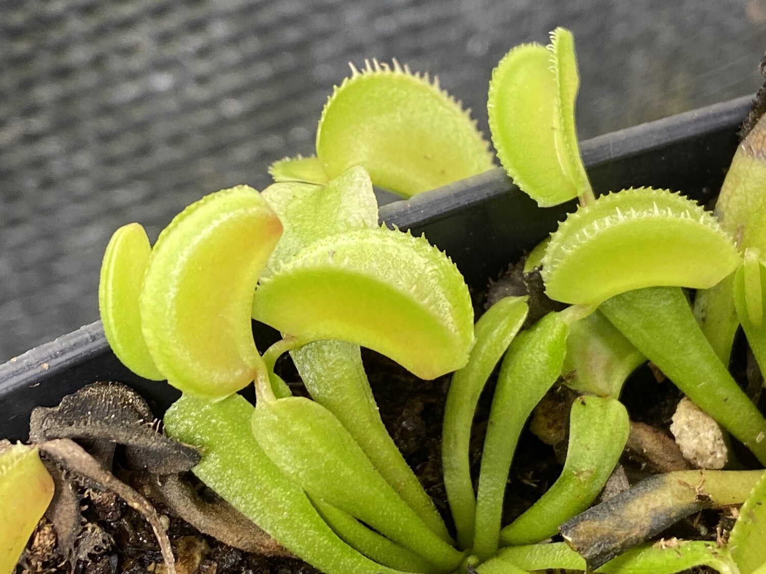 Dionaea muscipula ‘Microdent’ Venus Flytrap (small)