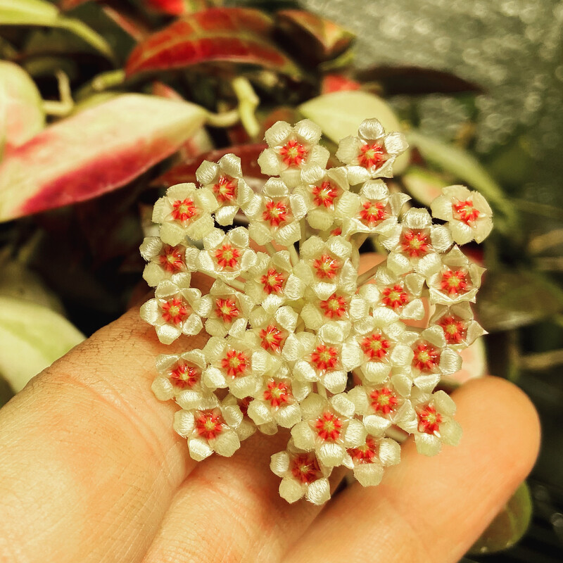 Hoya wallinana "variegated" (Unrooted Cutting)