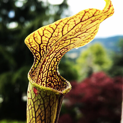 Sarracenia rubra ssp jonesii