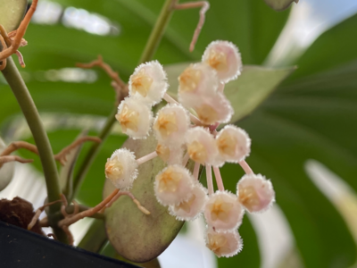 Hoya  lacunosa Small Leaf (Unrooted cutting)