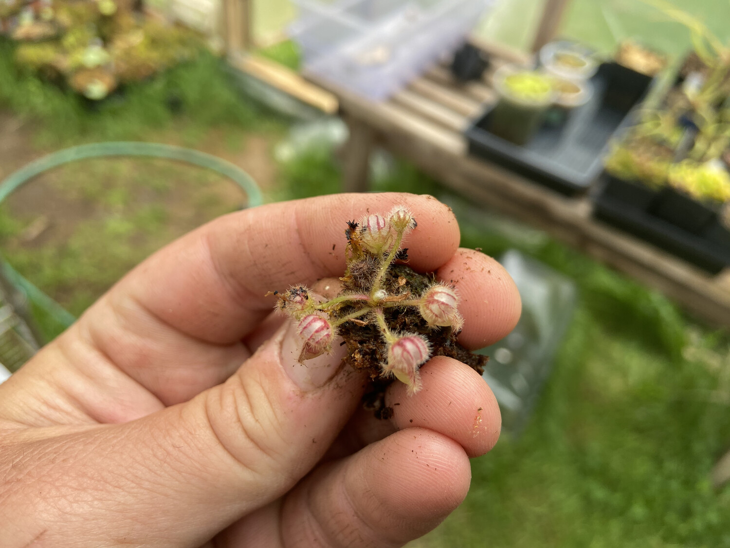 Cephalotus Carnivorous plants for sale Canada