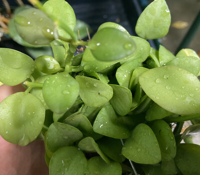 Dischidia sp Geri/ Dischidia oiantha  (2 Unrooted Cuttings)