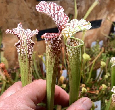 Sarracenia leucophylla var. leucophylla Baldwin Co. Alabama 