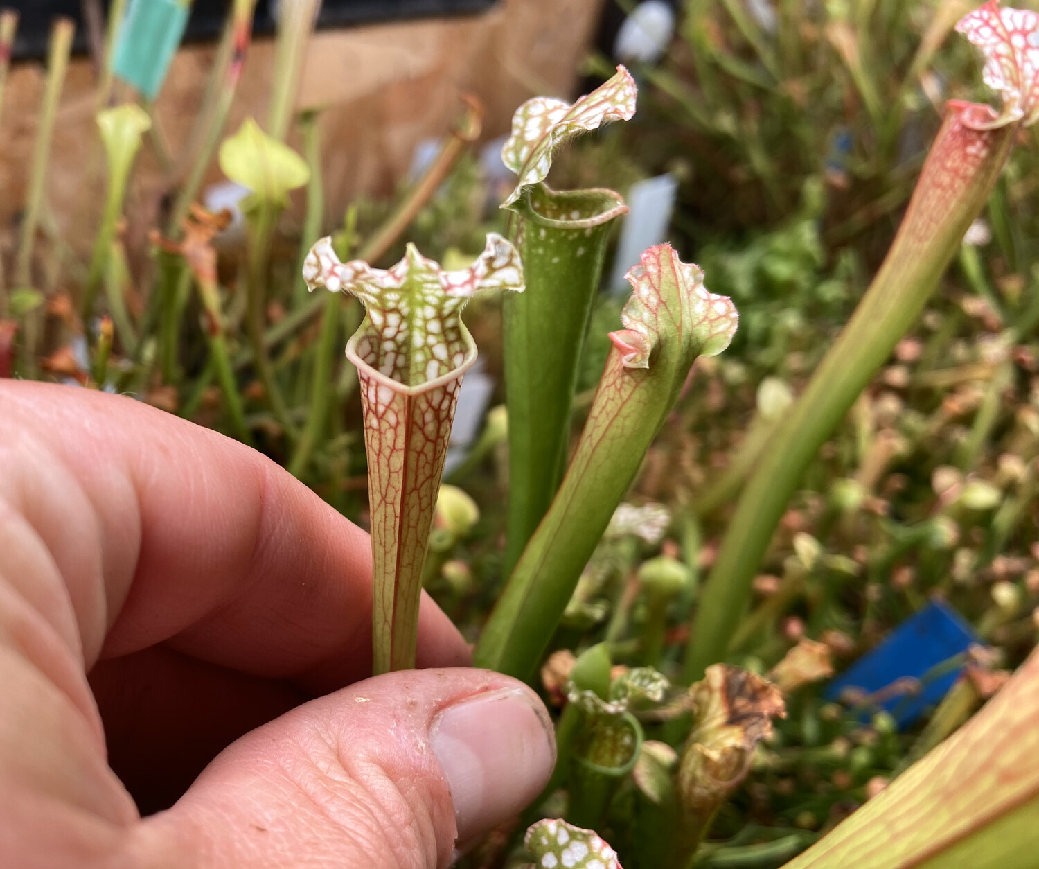 Sarracenia leucophylla var. leucophylla Baldwin Co. Alabama 