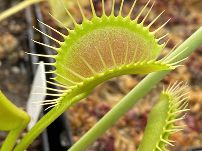 Dionaea muscipula ‘DC/XL’ Venus Flytrap (small)