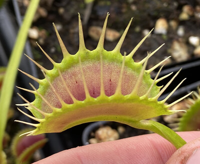 Dionaea muscipula ‘DC/XL’ Venus Flytrap (small)