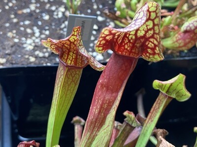 Sarracenia x Catesbaei 