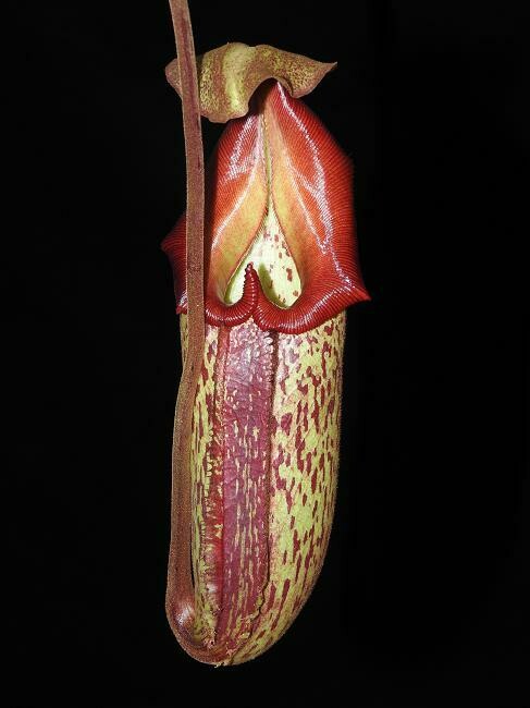 Nepenthes (maxima x talangensis) x robcantleyi