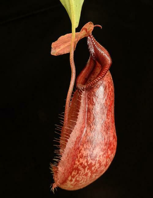 Nepenthes rafflesiana x singalana - Medium