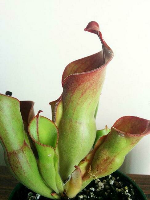 Heliamphora heterodoxa x minor BE-3246