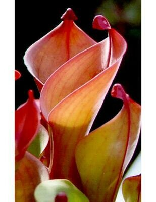 Heliamphora nutans BE-3249