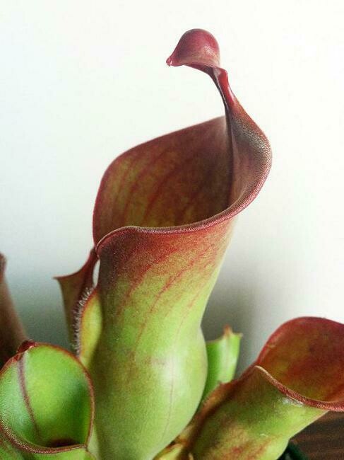 Heliamphora heterodoxa x minor