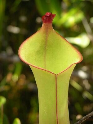 Heliamphora heterodoxa BE-3833
