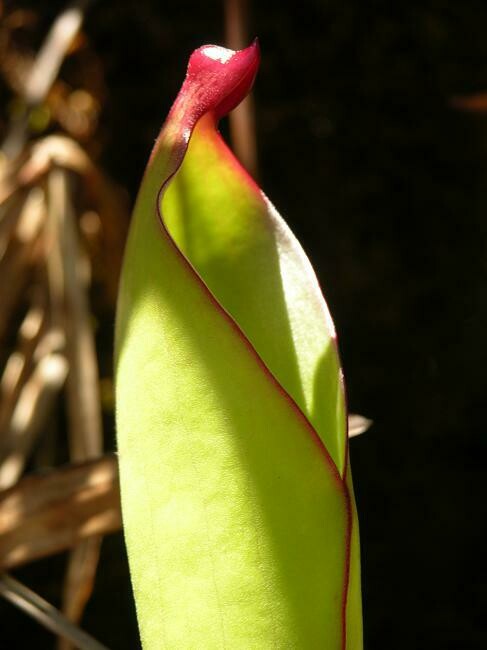 Heliamphora heterodoxa BE-3833