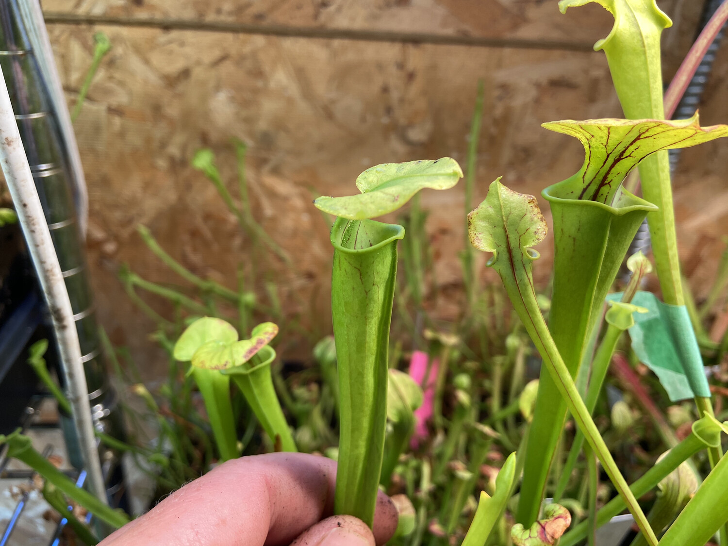 Sarracenia flava var Cuprea Opawa Emperor Selfed