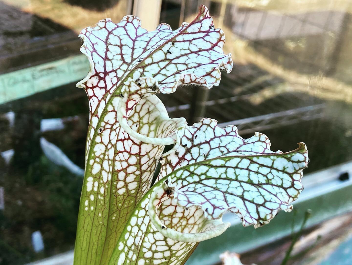 Sarracenia leucophylla "Titan" X “Titan”