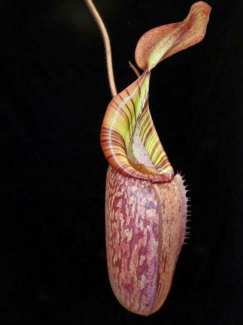 Nepenthes spectabilis x veitchii BE-3636 (Large)