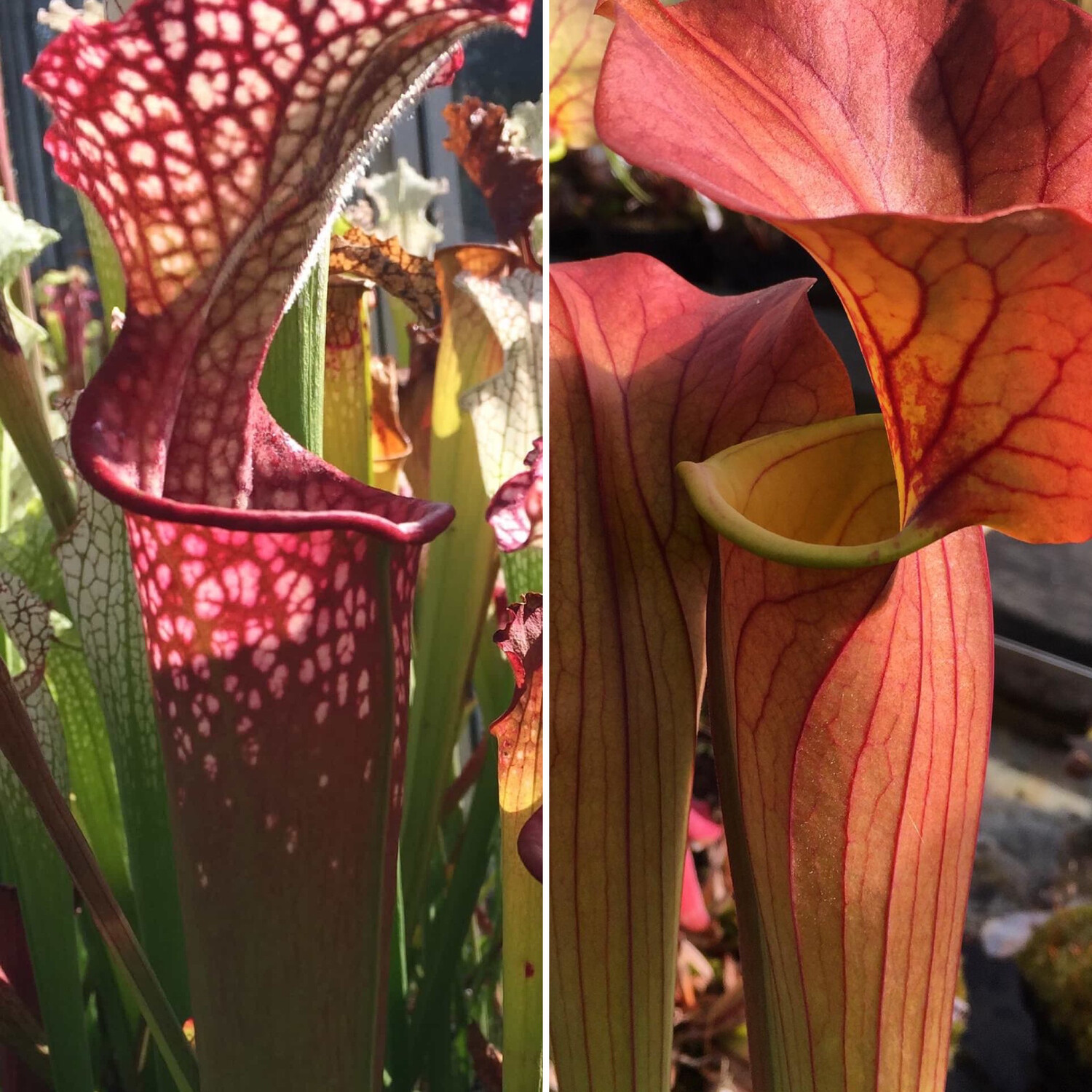 Sarracenia Johnny Wilkerson x Sarracenia Johnny Marr - Limited!