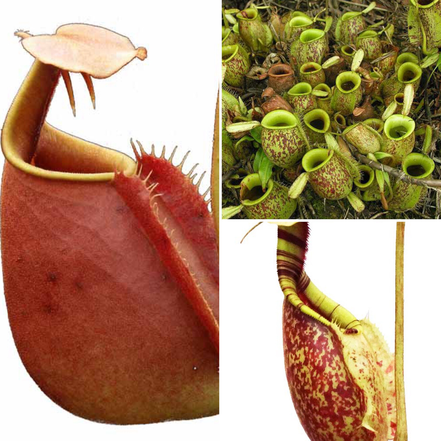Lowland Nepenthes Starter pack #3 “The classics”