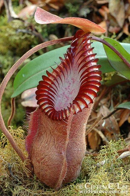 Nepenthes diabolical AKA hamata “Red Hairy” BE-4015