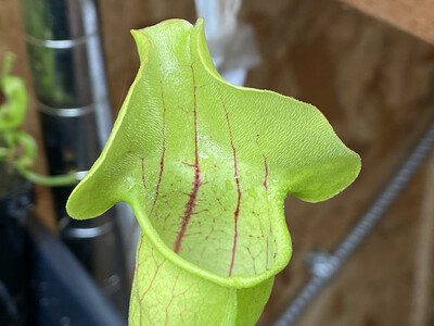 Sarracenia purpurea x Oreophila Sand Mountain