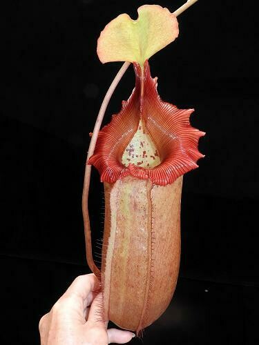 Nepenthes sibuyanensis x robcantleyi -Last One!