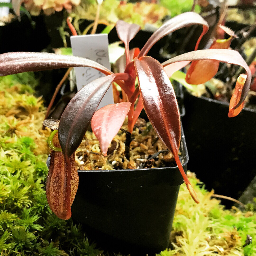 Nepenthes cecilliae BE-3956 (Medium) 