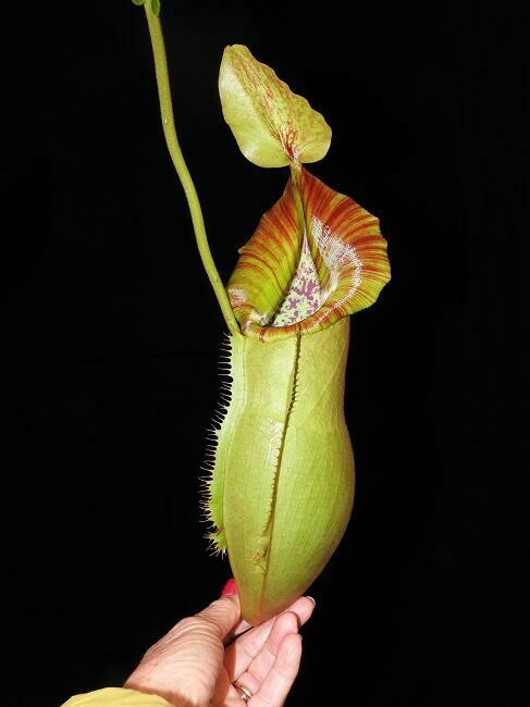 Nepenthes spathulata x veitchii (Medium) 