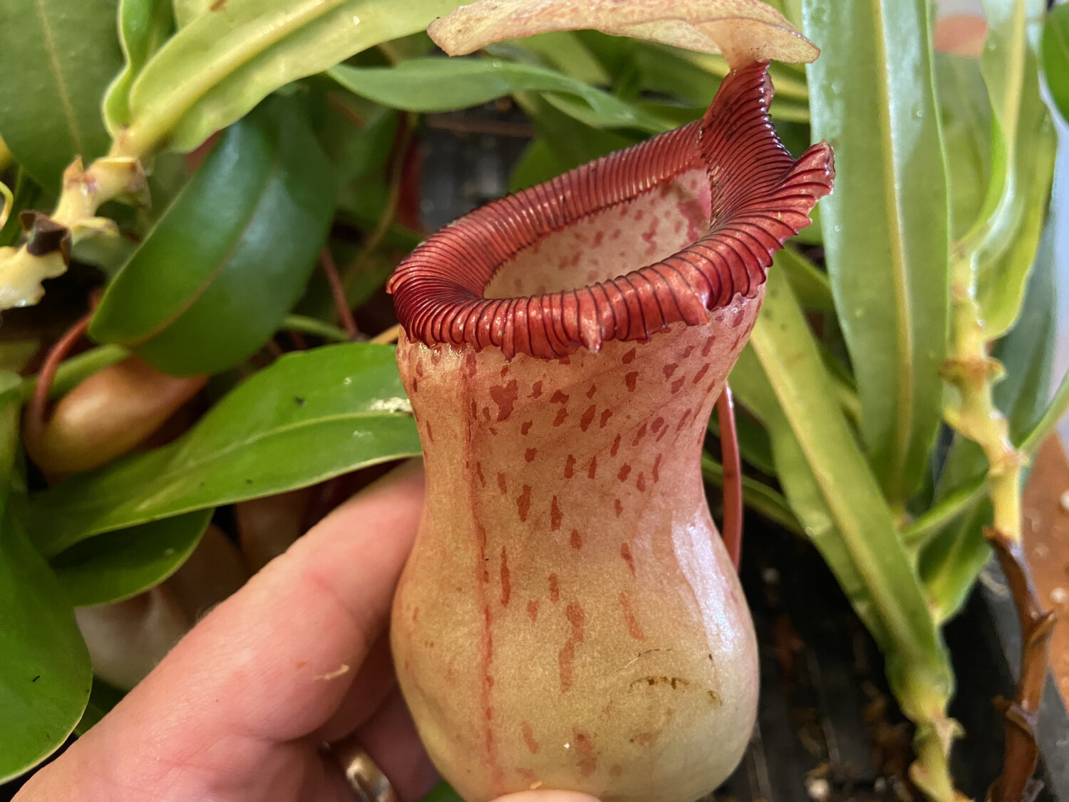 Nepenthes ventricosa BE-3772 (Large)