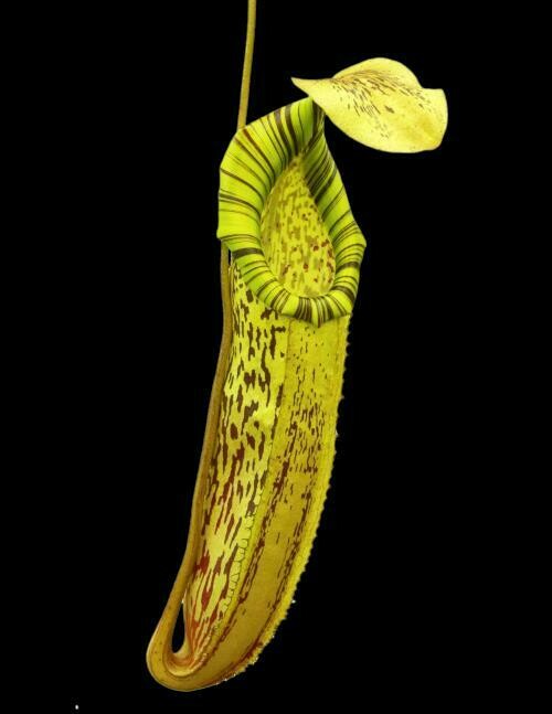 Nepenthes spectabilis x platychila BE-3760 (Medium)