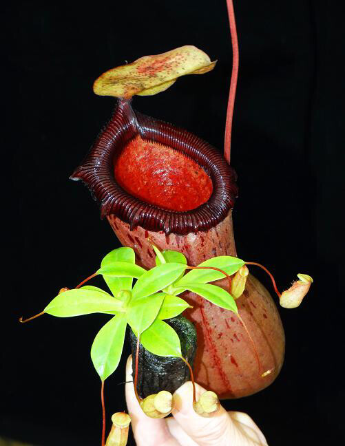 Nepenthes ventricosa x sibuyanensis BE-3757