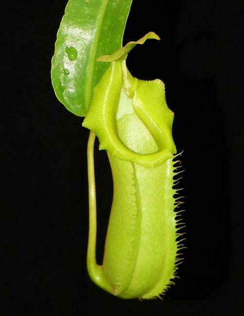 Nepenthes burkei x veitchii (Small)