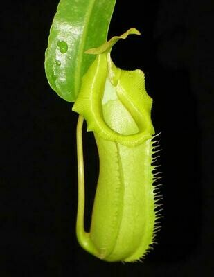 Nepenthes burkei x veitchii (Small)
