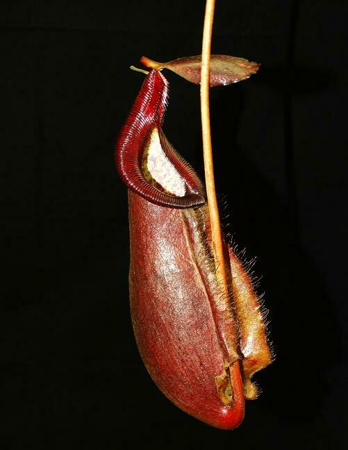 Nepenthes densiflora x rafflesiana (Shade lover!)