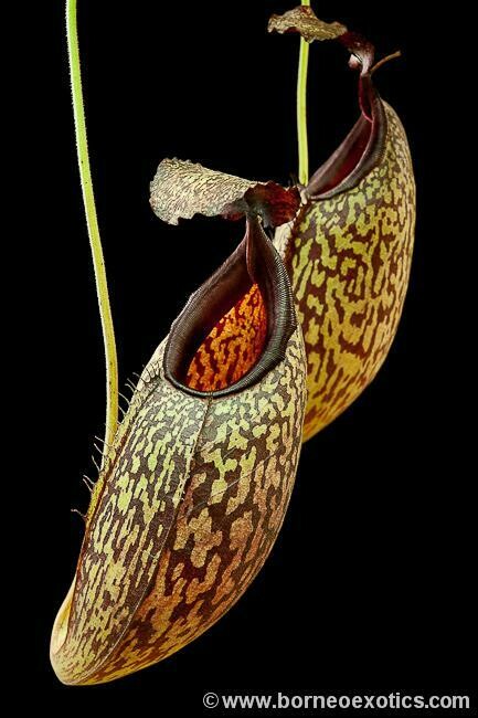 Nepenthes maxima "Wavy" x aristolochioides