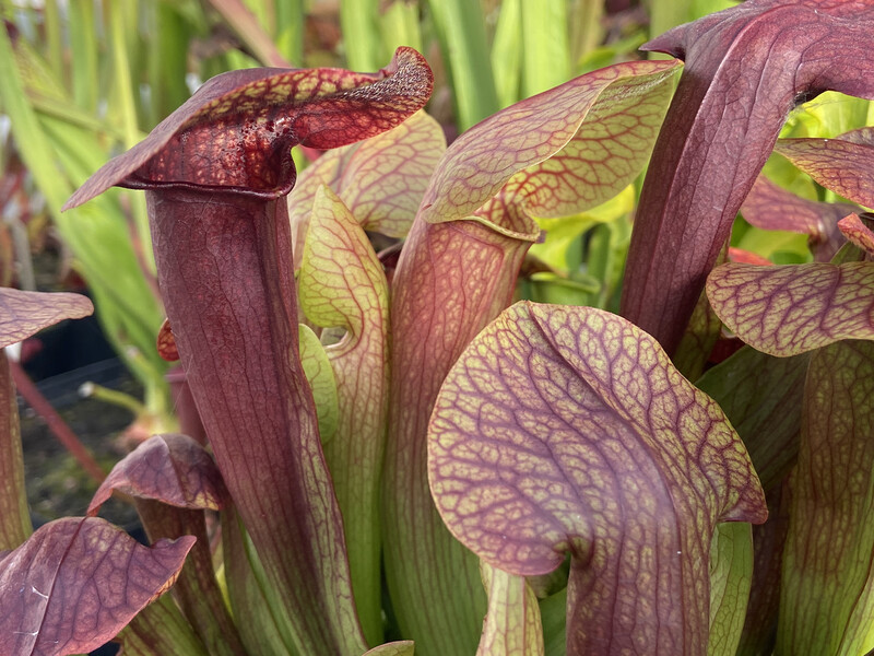 Sarracenia rubra “Long lid” x  oreophila “All Red” (Blooming size divisions)