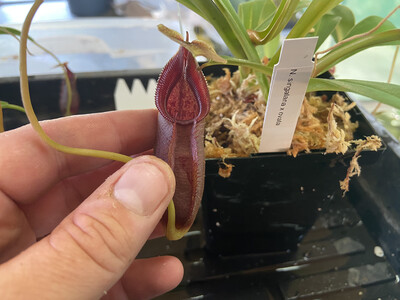 Nepenthes singalana x ovata BE-3882