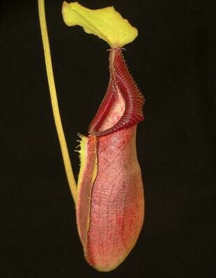 Nepenthes singalana x ovata BE-3882