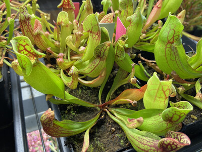 Sarracenia purpurea sub sp. purpurea “Ocean County Giant” NJ. 