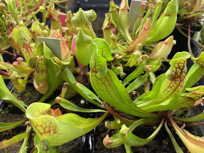 Sarracenia purpurea sub sp. purpurea “Ocean County Giant” NJ. 