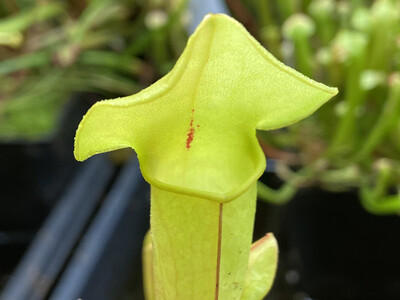 Sarracenia x Catesbaei 