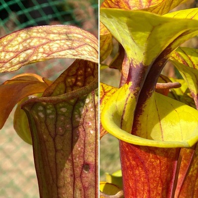 Sarracenia (Wrigleyana “Giant ” x minor) X flava rubricopora