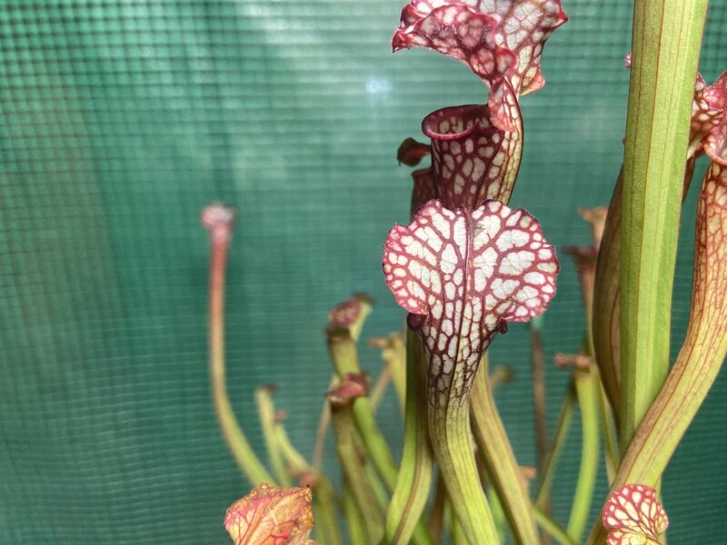 Sarracenia leucophylla, Ctenium Fields, Perdido Alabama -Nice Red And White Tubes!