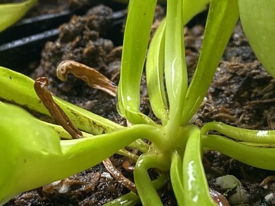Sarracenia purpurea sub sp. purpurea (Anthocyanin Free) Ocean County, NJ