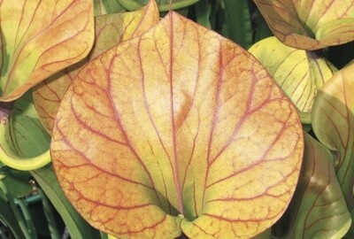 Sarracenia flava var Cuprea Opawa Emperor Selfed
