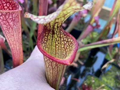 Sarracenia x Moorei
