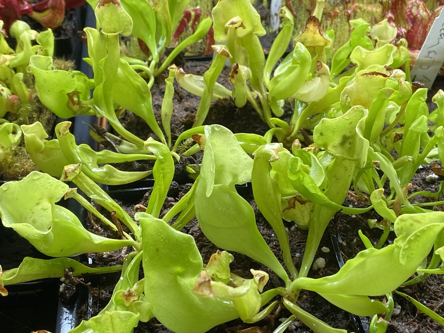 Sarracenia purpurea sub sp. purpurea (Anthocyanin Free) Ocean County, NJ